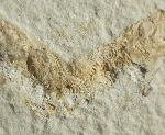 Leptolepides sprattiformis (BLAINVILLE 1818) - Bild © FossNet FossilienStore